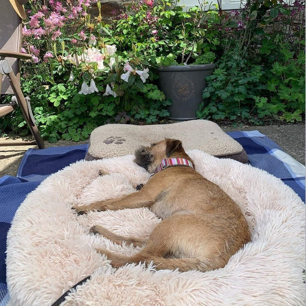 Anti Anxiety / Calming Dog Bed